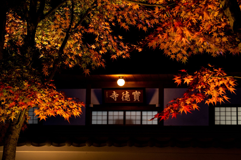 宝徳寺の秋 -Nightlight-