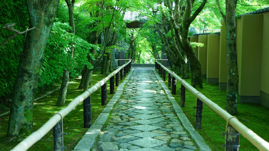 新緑の京都　光悦寺