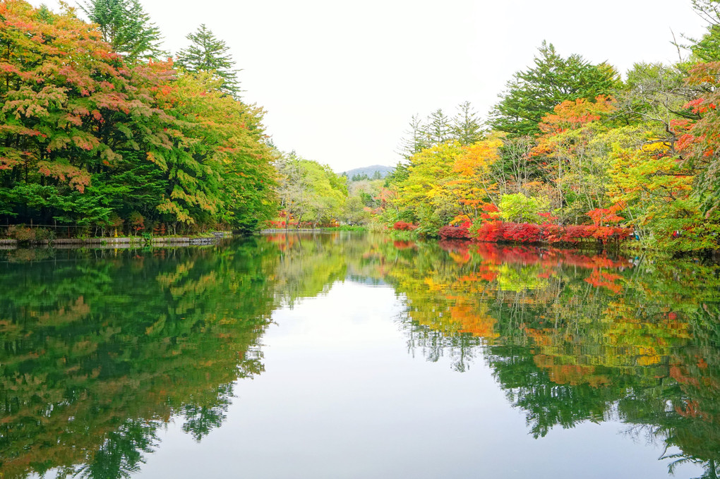 雲場池の紅葉