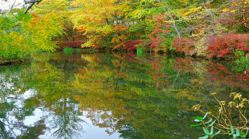 雲場池の紅葉