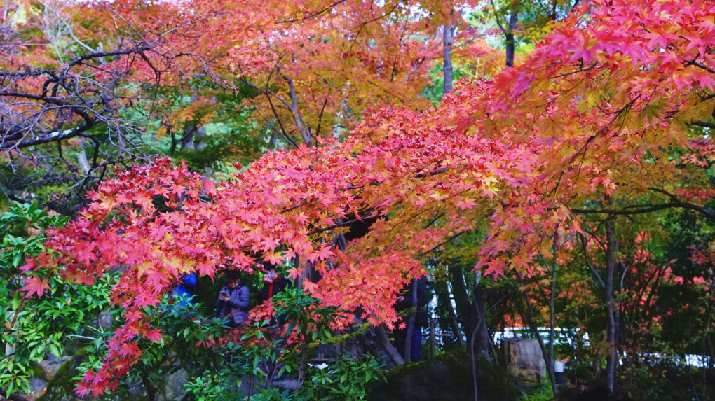 久保田一竹美術館の庭園