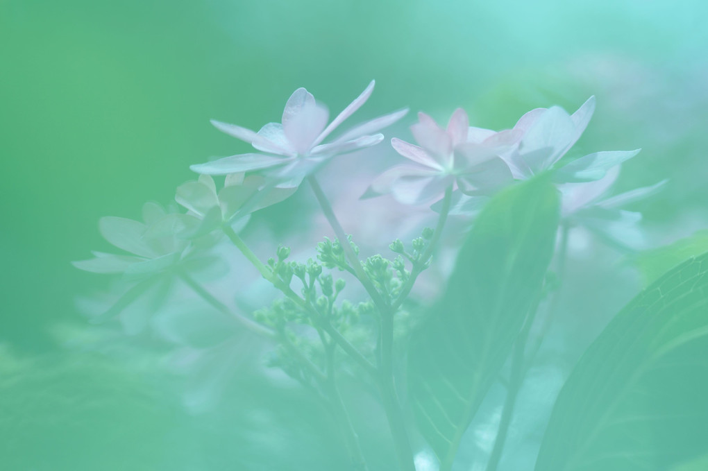 雨こいしい花だより