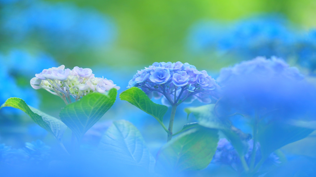 雨こいしい花だより　Ⅱ