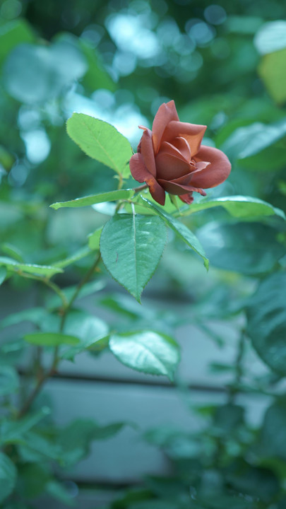 楽園の花たち