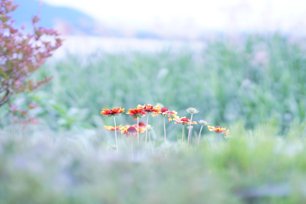 大石公園の夏の花