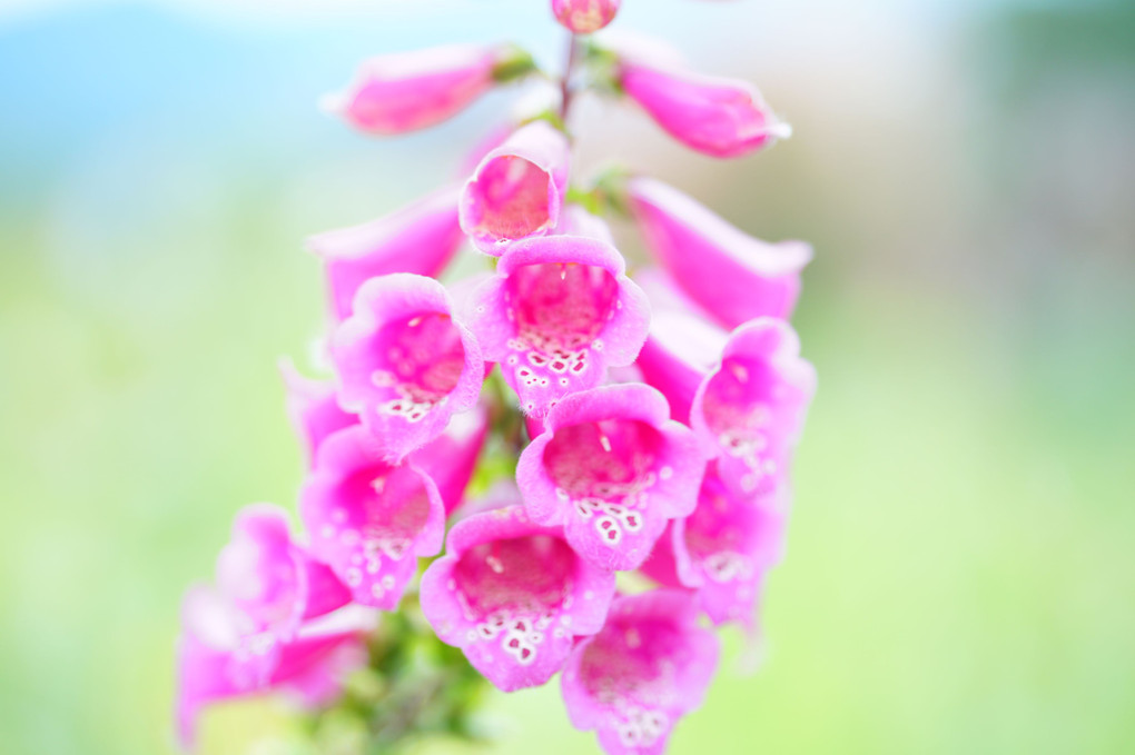 大石公園の夏の花
