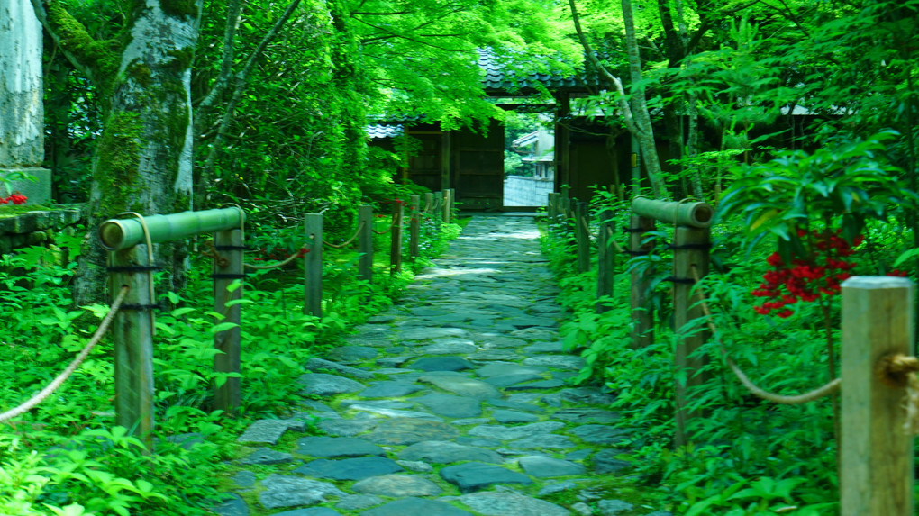 新緑の京都　蓮華寺