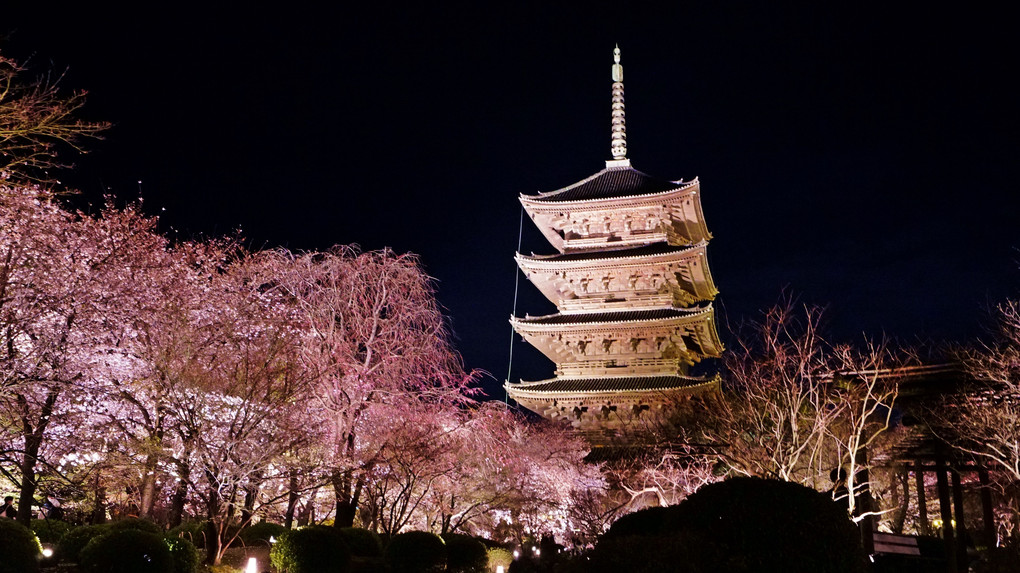 東寺夜桜