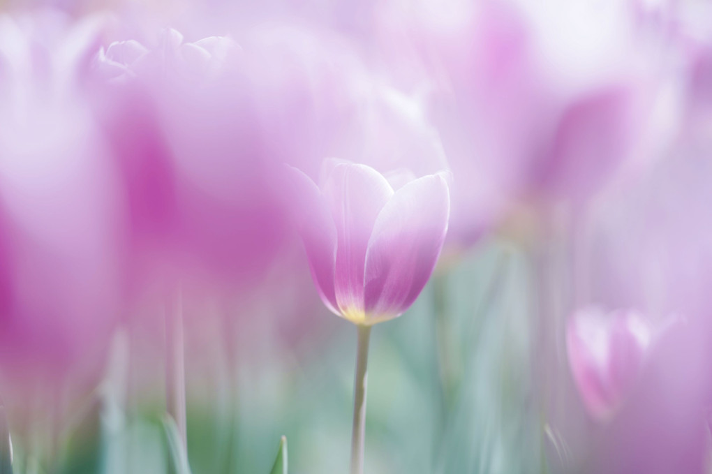 どの花見てもきれいだな♪　Ⅱ