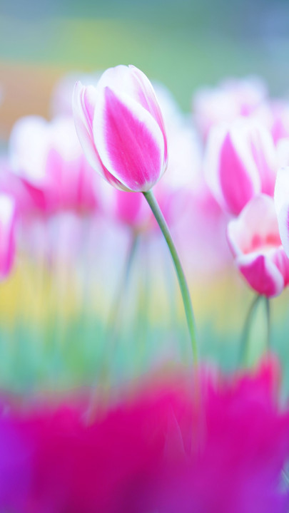 どの花見てもきれいだな♪　Ⅱ