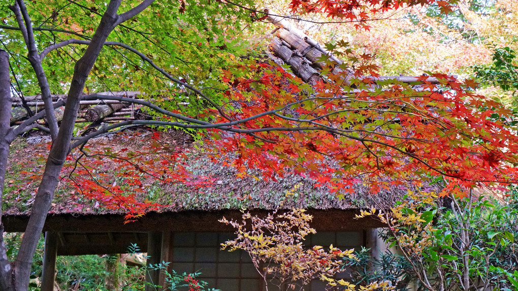 京都の紅葉　Ⅴ