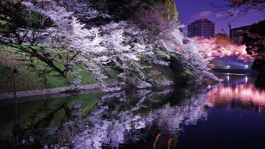 千鳥ヶ淵の桜夜景