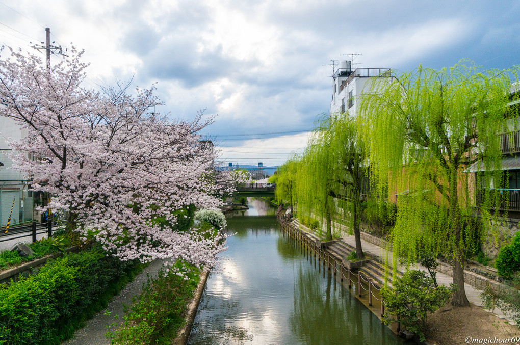 京都　伏見　春の日