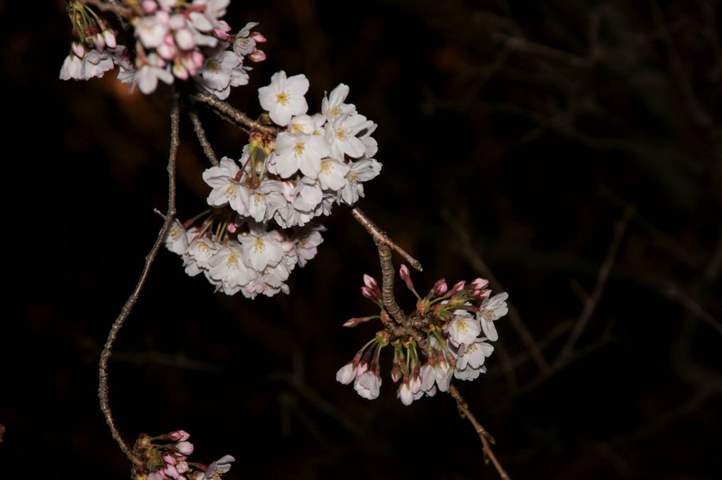 浜松城の桜