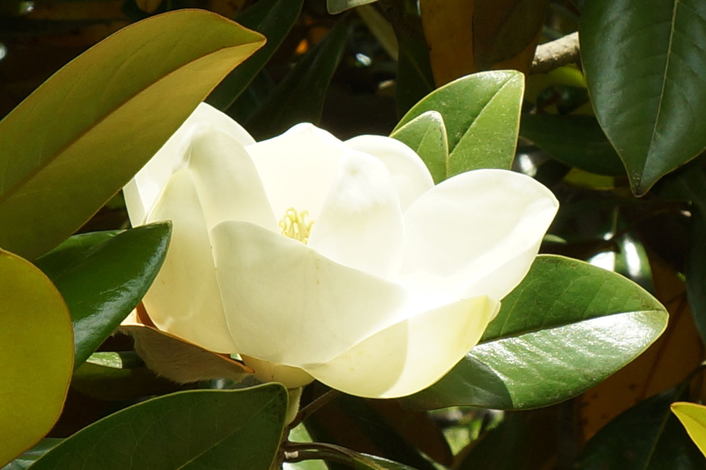 泰山木の白い花