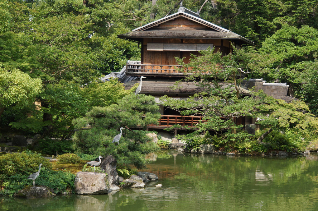 京都御苑内の鳥