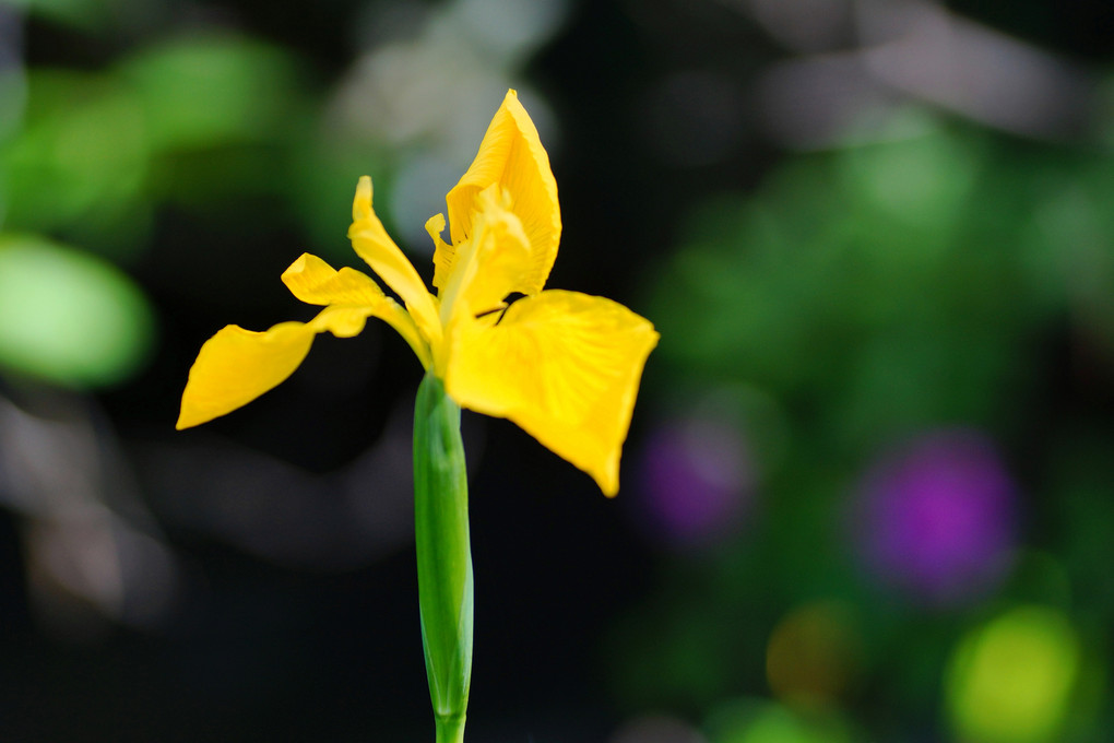 春の花