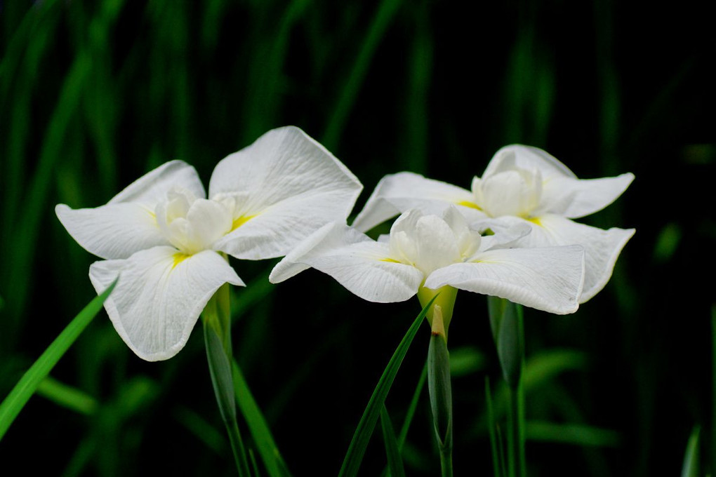 梅雨時の花