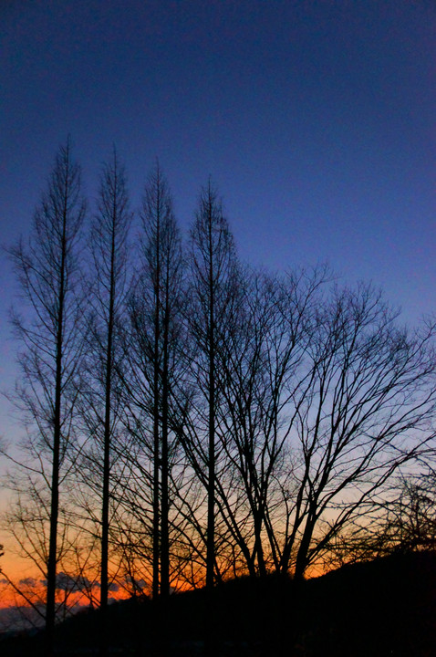夕焼け空。　高い木、広がる木