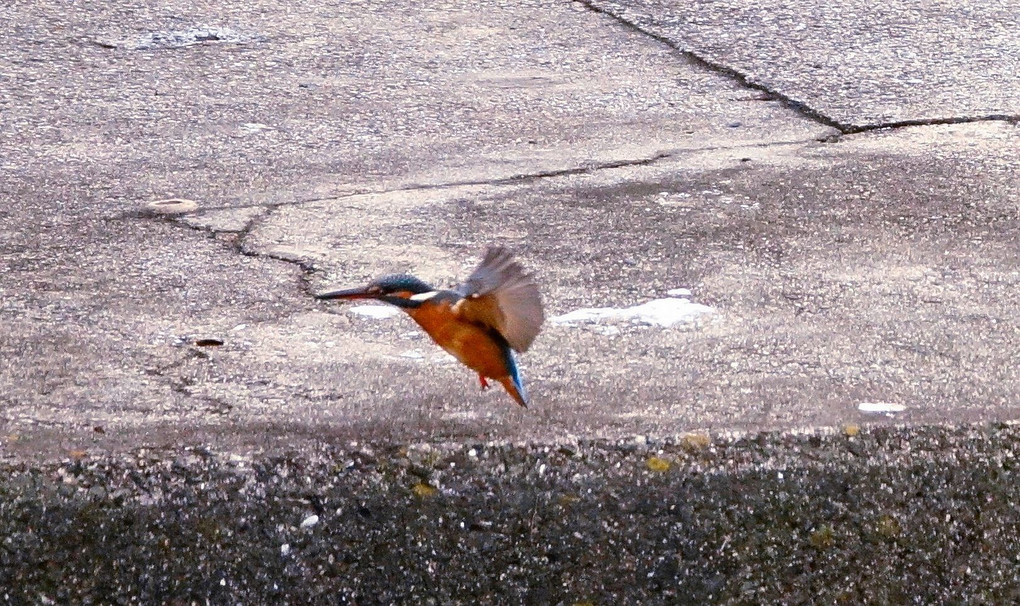 カワセミ一人舞台