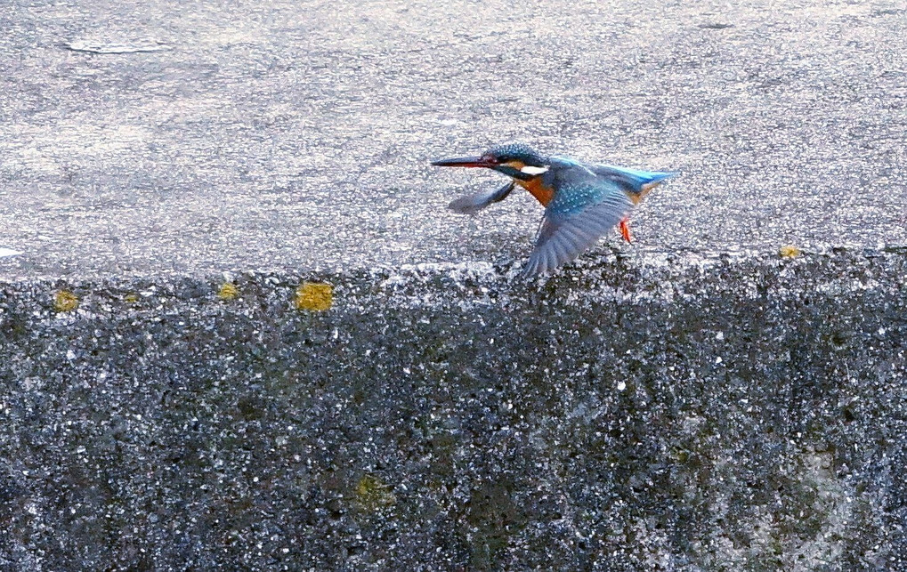 カワセミ一人舞台