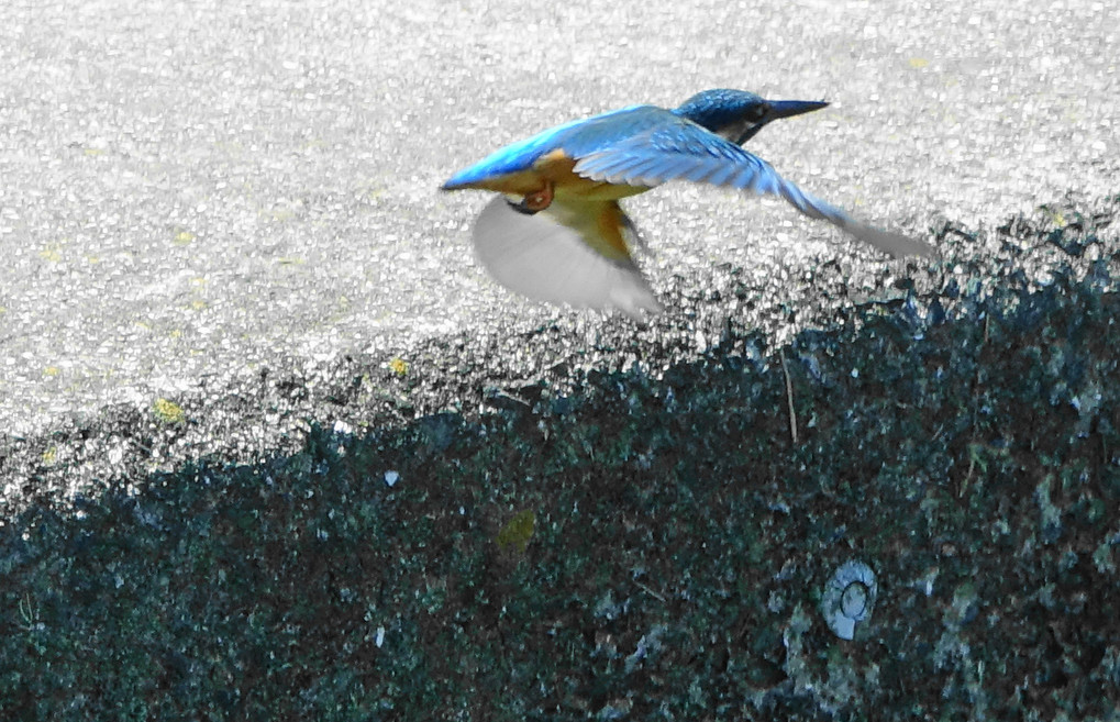 カワセミ夏餌獲り