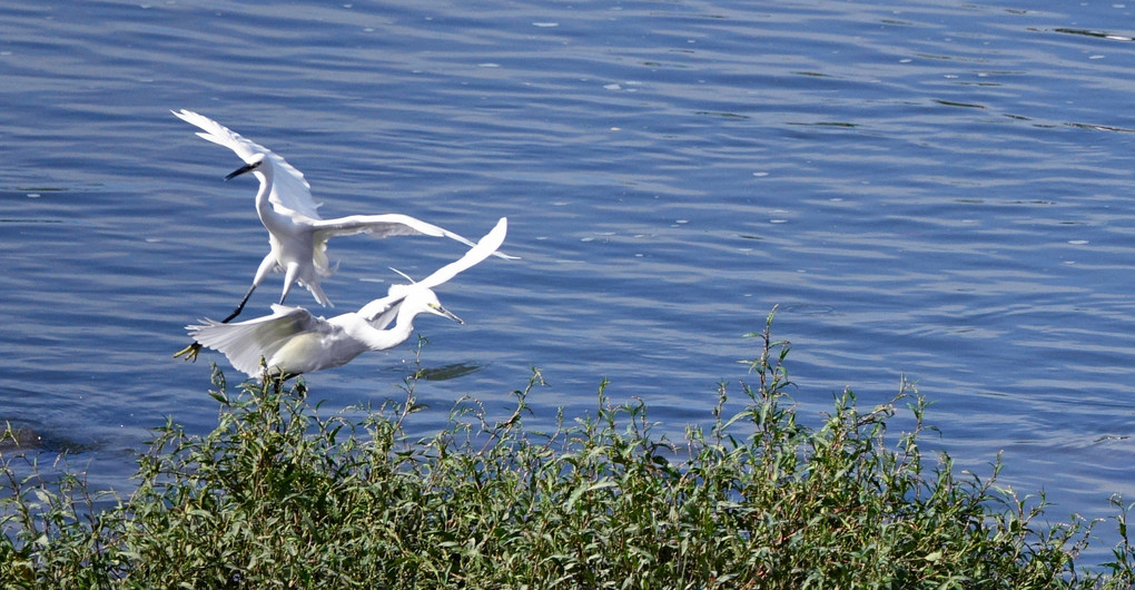 秋空に水鳥の争い