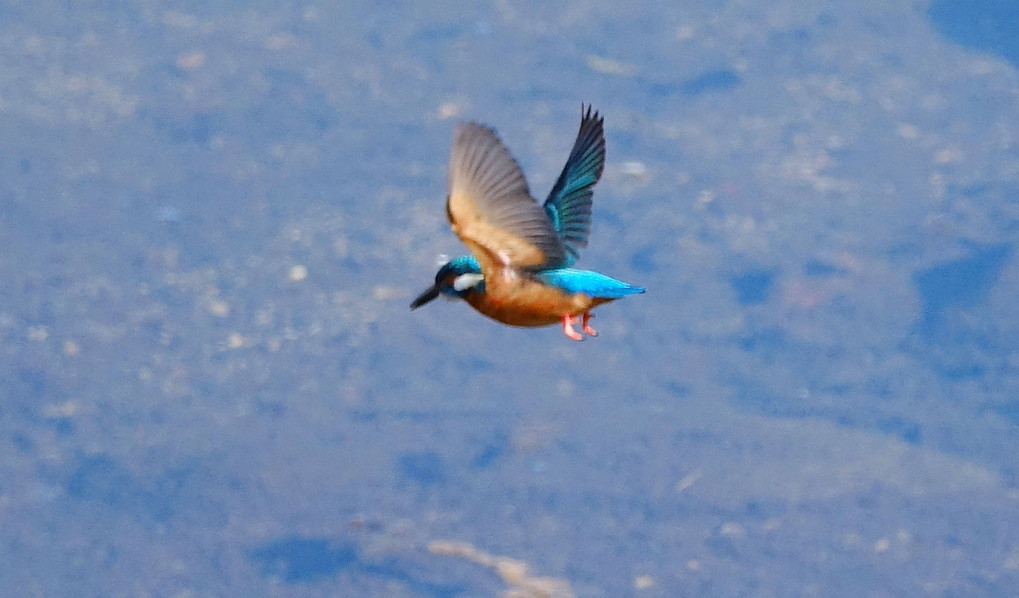 カワセミ餌獲り開始