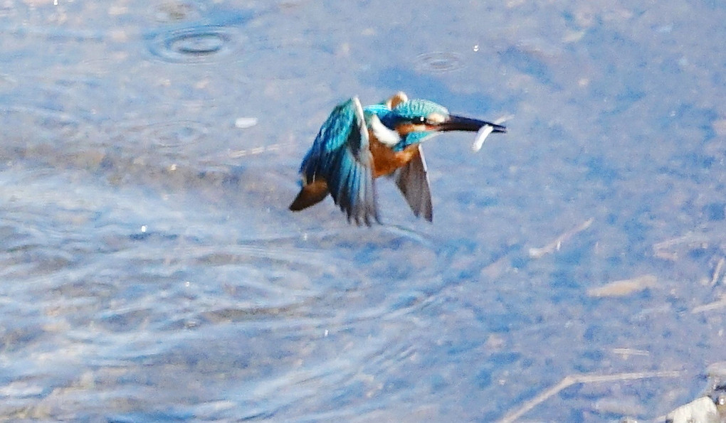 カワセミ餌獲り開始