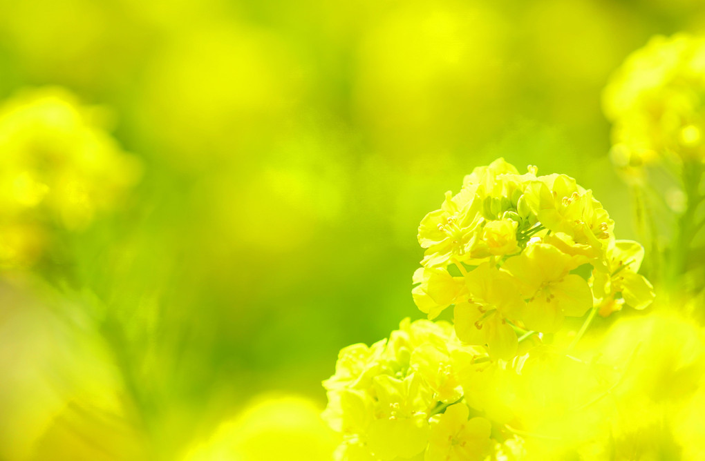 花壇黄色い花々