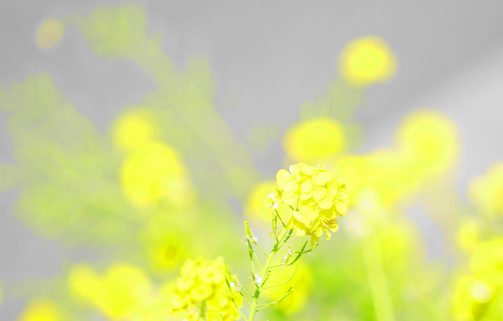 花壇黄色い花々