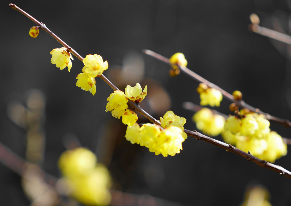 花壇黄色い花々