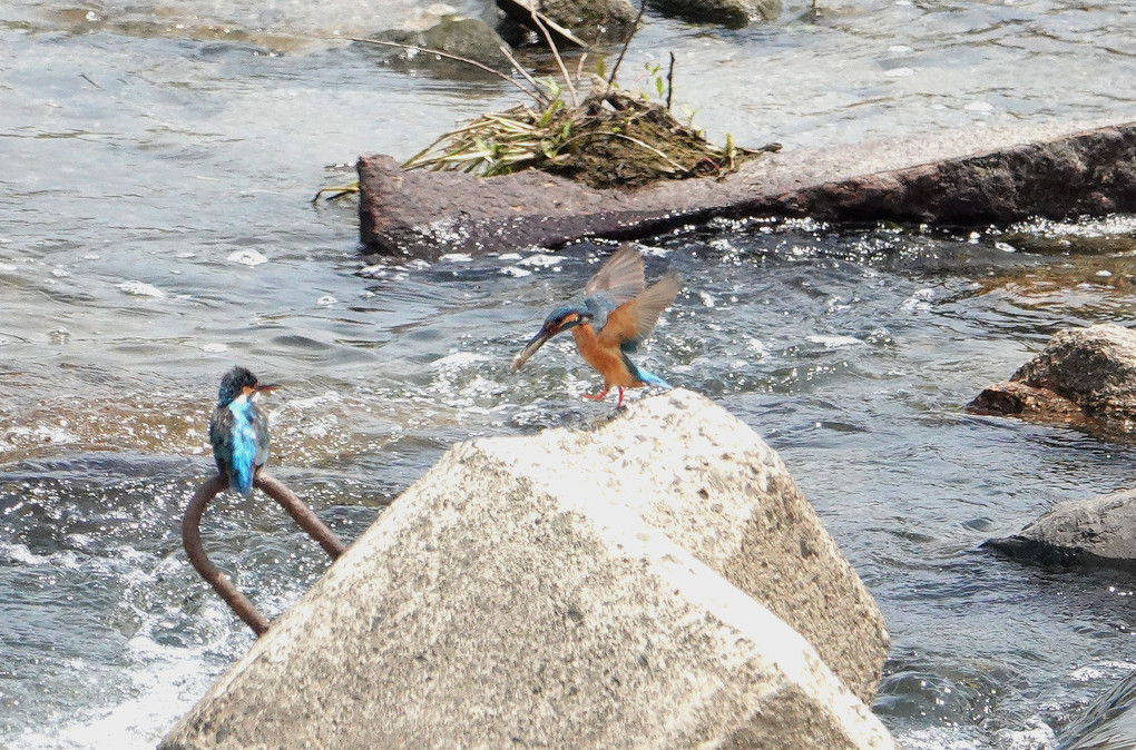 初夏花壇　カワセミ営み