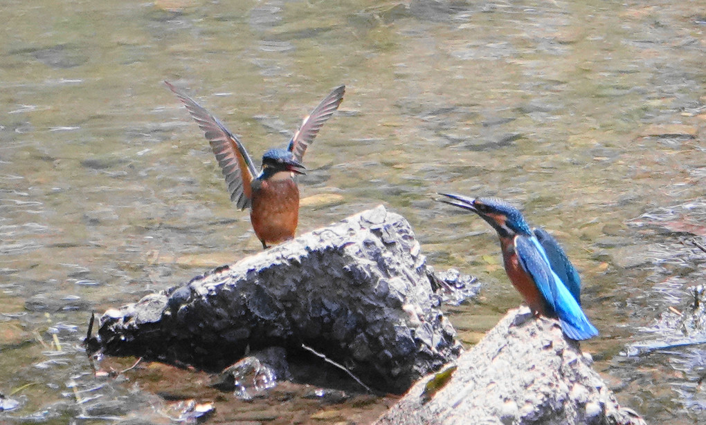 大和川のカワセミ