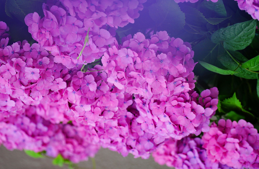 ポツポツ雨の花壇花々