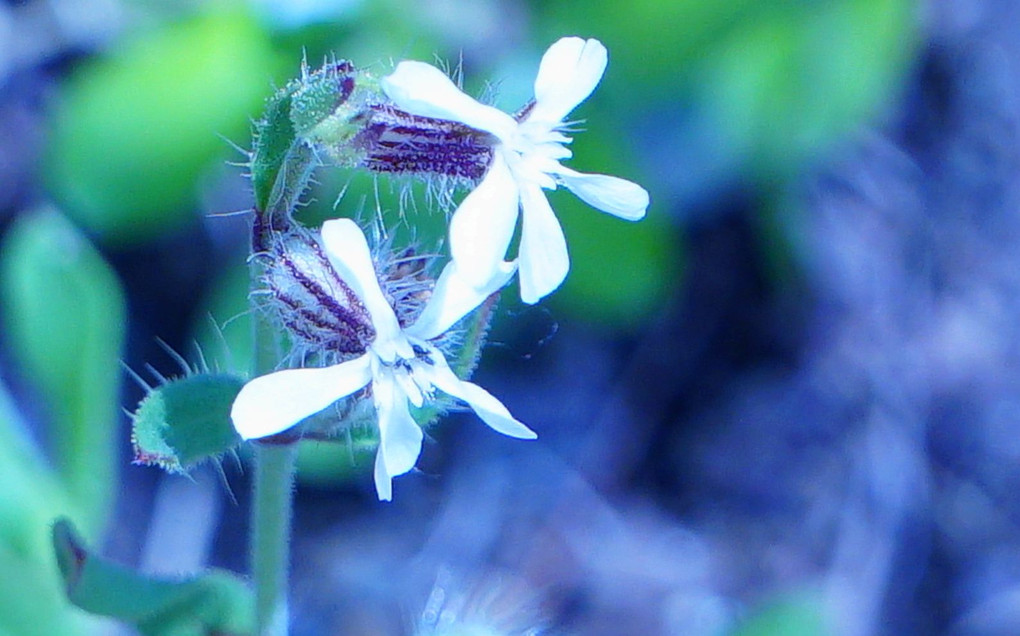 可愛い草花