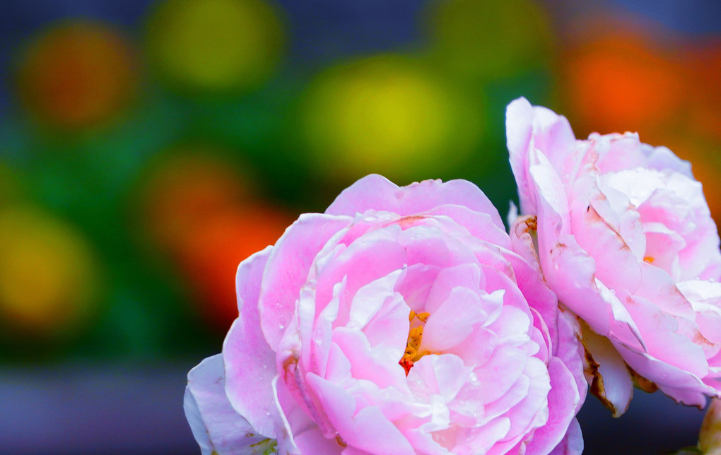 雨の花壇