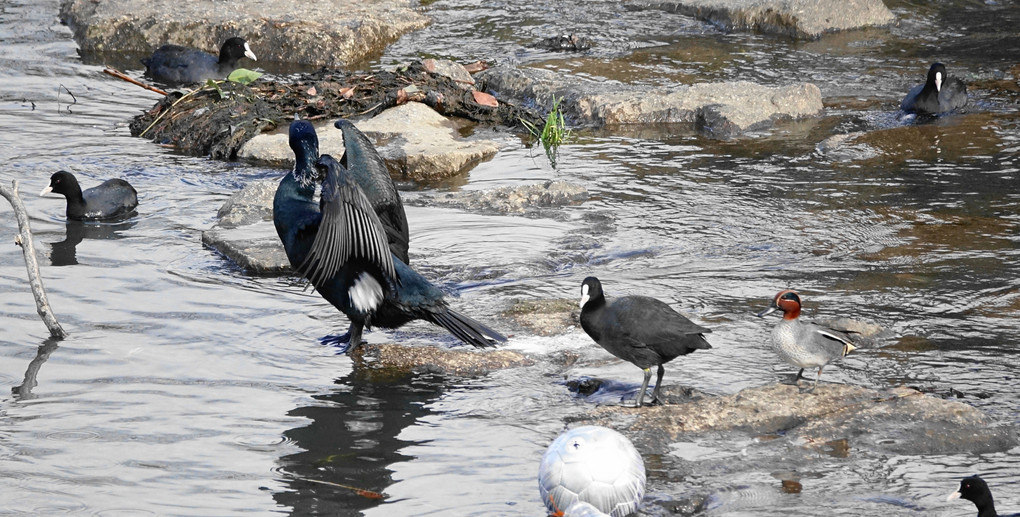 水辺の鳥さん