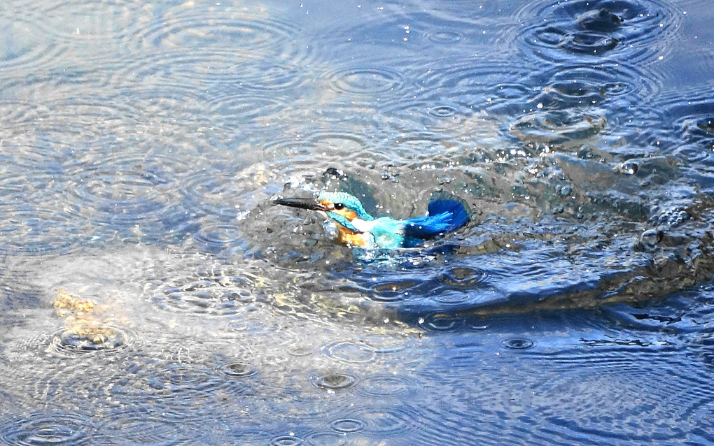 カワセミ水中脱出