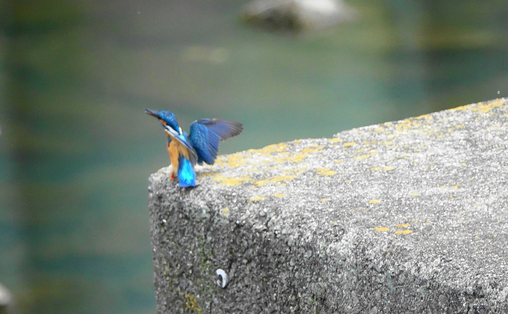 ツバメの幼鳥 ＆カワセミ争い