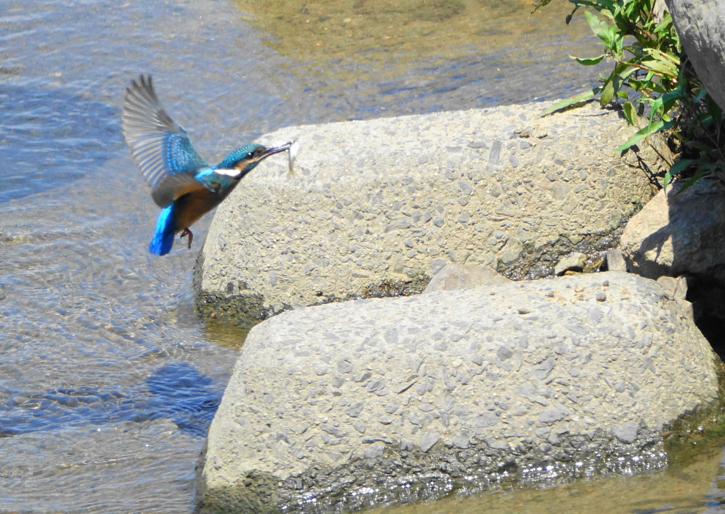 カワセミ水浴び