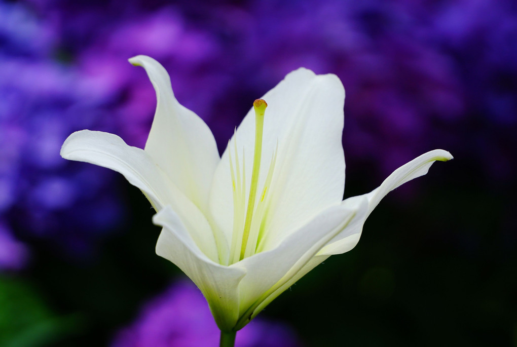 梅雨の合間の花々