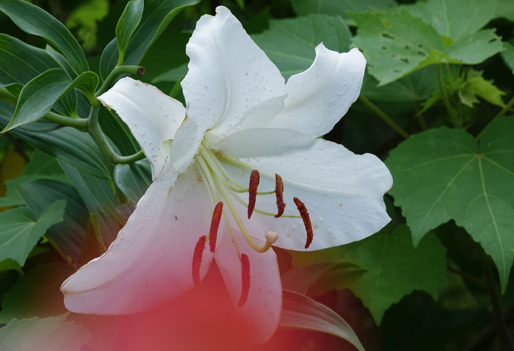 花壇花咲いてきました。