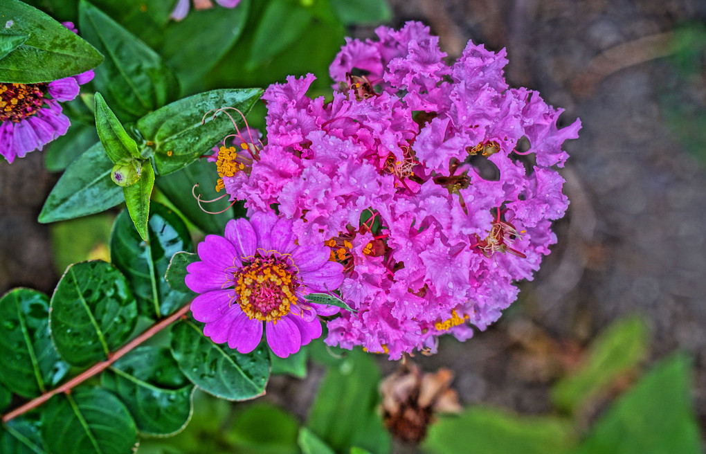 秋雨の花壇