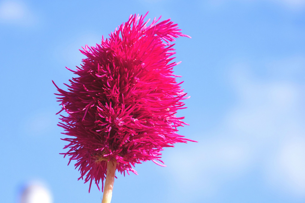 青空炎花 蒼 空so Ku Skybiueさん Acafe Aの写真投稿サイト ソニー 青空炎花 蒼 空so Ku Skybiueさん Acafe Aの写真投稿サイト ソニー