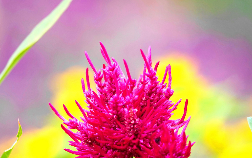 青空炎花 蒼 空so Ku Skybiueさん Acafe Aの写真投稿サイト ソニー 青空炎花 蒼 空so Ku Skybiueさん Acafe Aの写真投稿サイト ソニー