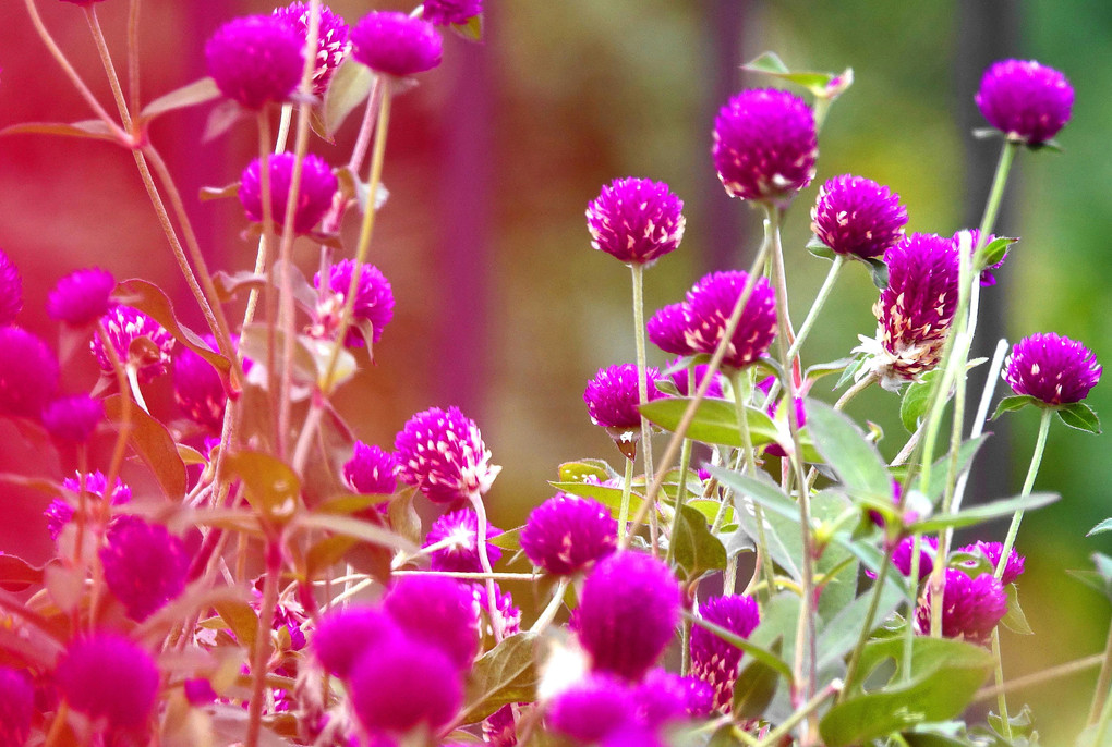 青空炎花 蒼 空so Ku Skybiueさん Acafe Aの写真投稿サイト ソニー 青空炎花 蒼 空so Ku Skybiueさん Acafe Aの写真投稿サイト ソニー