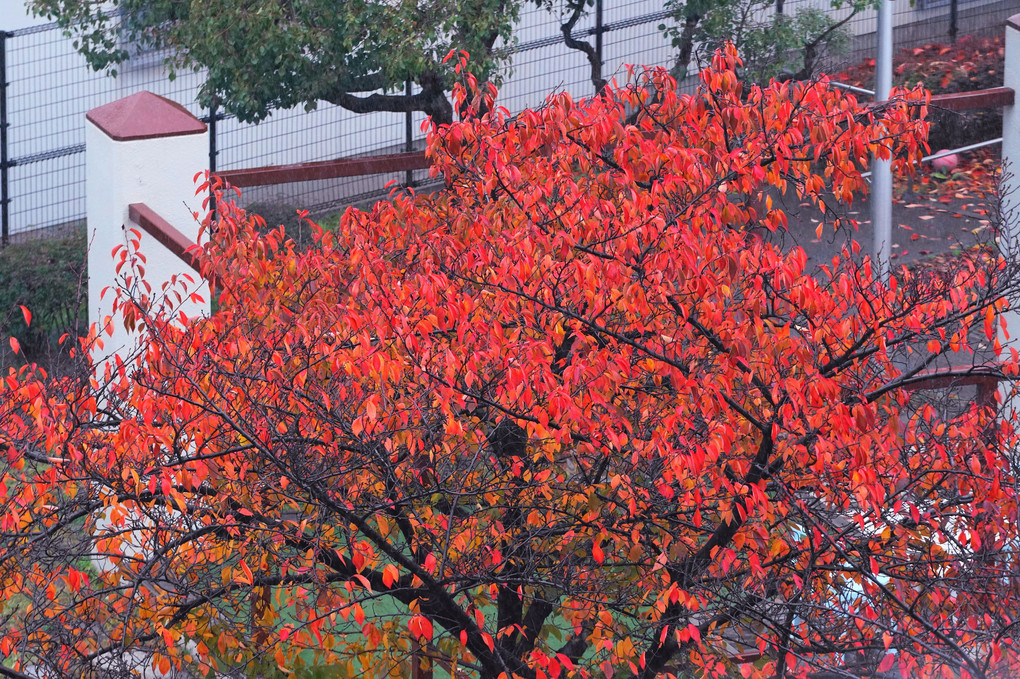 窓辺の雨の中紅葉