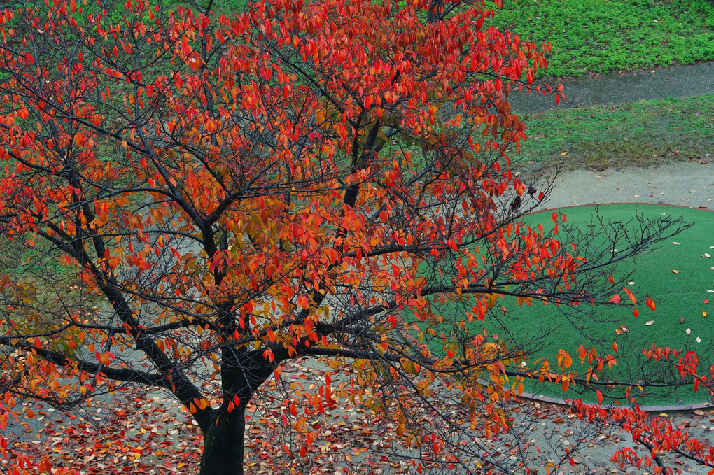 窓辺の雨の中紅葉