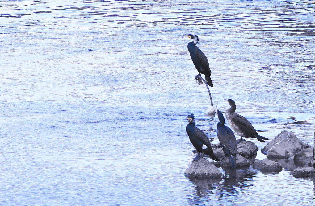 水鳥集合！